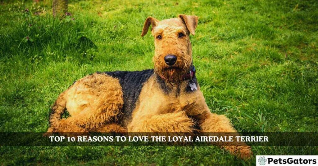 Top 10 Reasons to Love the Loyal Airedale Terrier