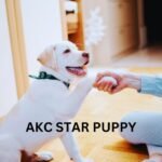 akc star puppy