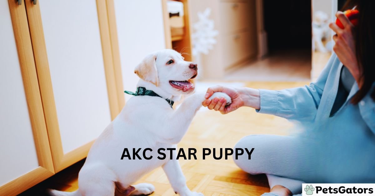 akc star puppy