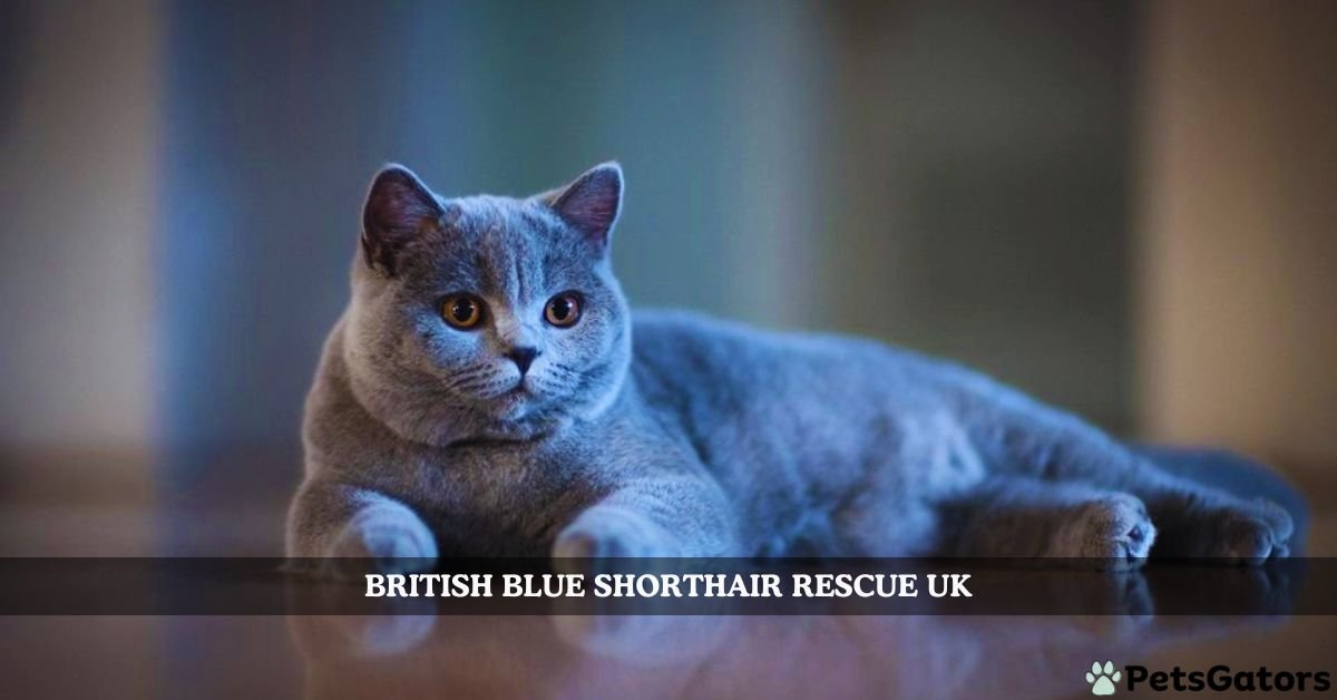 british blue shorthair rescue uk