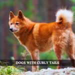 dogs with curly tails