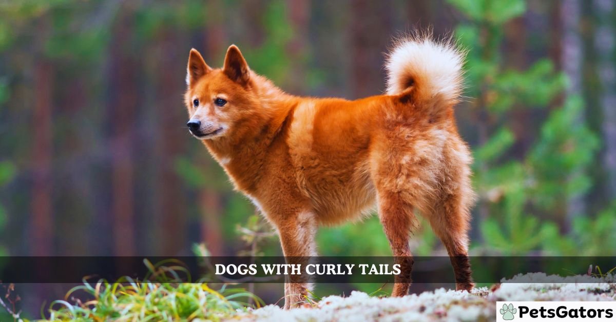 dogs with curly tails