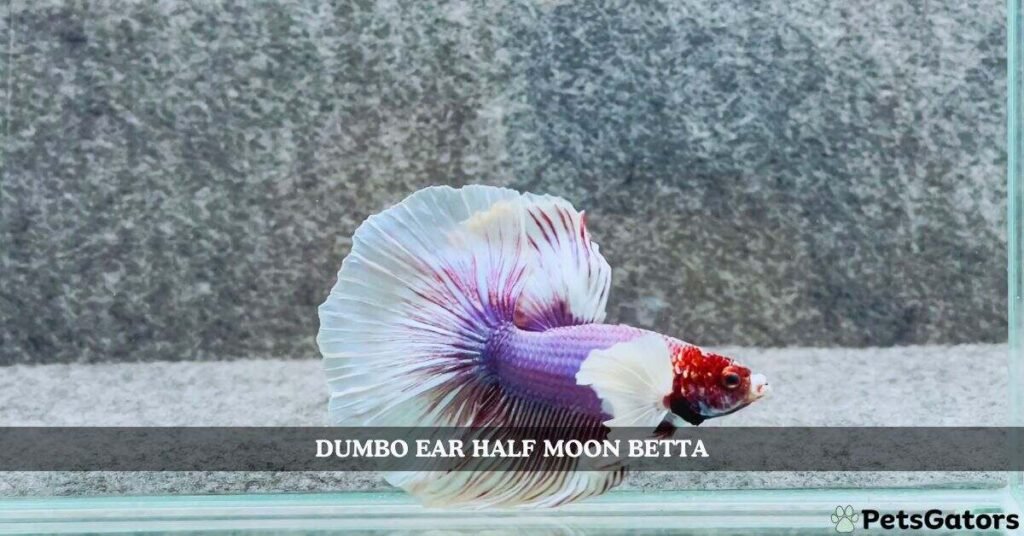 dumbo ear half moon betta