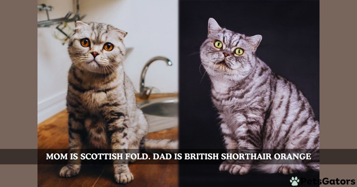 mom is scottish fold. dad is british shorthair orange