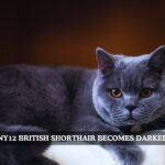 ny12 british shorthair becomes darker