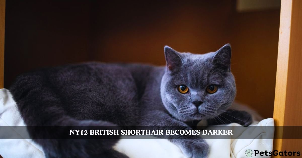 ny12 british shorthair becomes darker