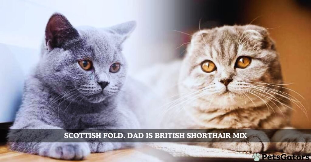 scottish fold. dad is british shorthair mix