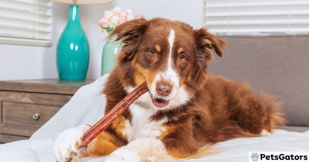 are bully sticks good for dogs